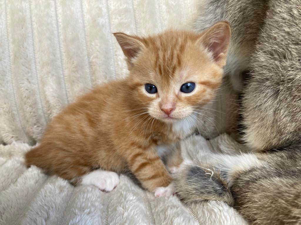 GERESERVEERD, Dieren en Toebehoren, Katten en Kittens | Raskatten | Korthaar, Meerdere dieren, Ontwormd