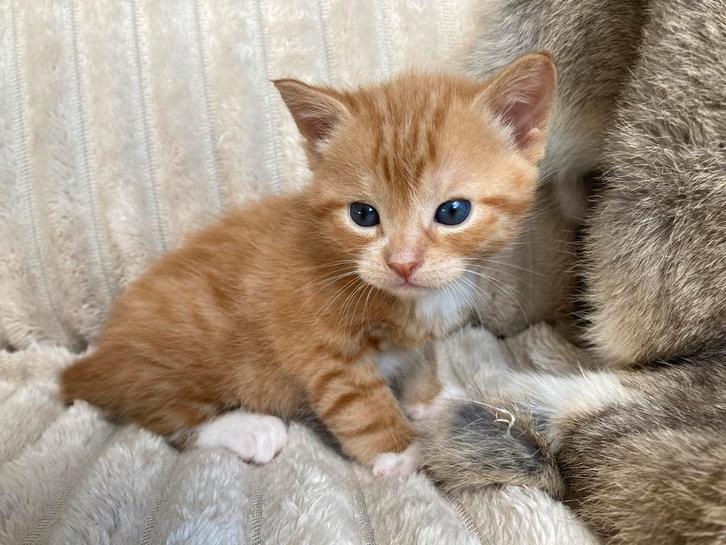 3 lieve kittens, Dieren en Toebehoren, Katten en Kittens | Raskatten | Korthaar, Meerdere dieren, Ontwormd