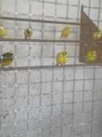 Bonte kanaries, Dieren en Toebehoren, Vogels | Kanaries, Meerdere dieren, Kleurkanarie