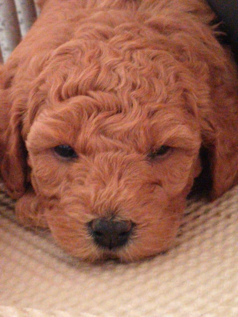 Mini Australian Labradoodle pups, Overige rassen, 8 tot 15 weken, Meerdere, Meerdere dieren