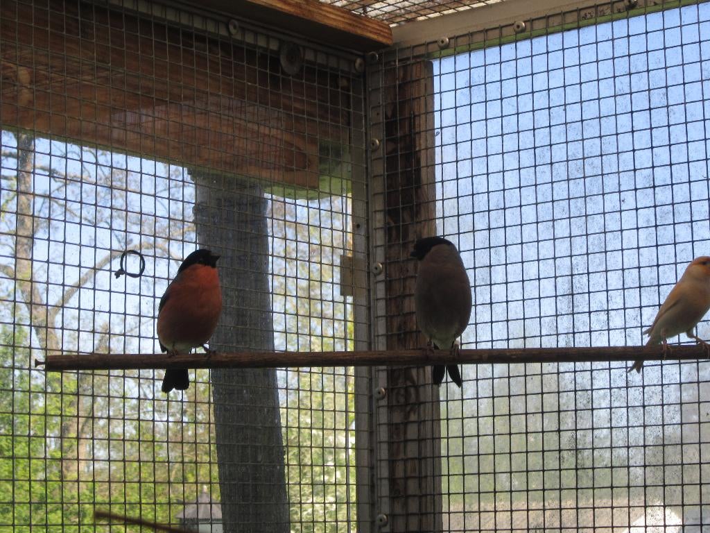 3 koppels noorse goudvinken te koop, Dieren en Toebehoren, Meerdere dieren, Wildzangvogel, Geringd