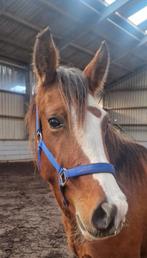 Zeer knappe 3 jarige nrps, Dieren en Toebehoren, Merrie, Met stamboom, Dressuurpony, 3 tot 6 jaar