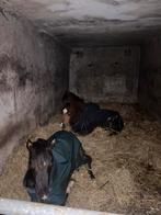 Kleinschalige opfok plaats vrij, Opfok