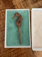 Antiek broche zeepaard, Ophalen of Verzenden, Overige materialen, Broche