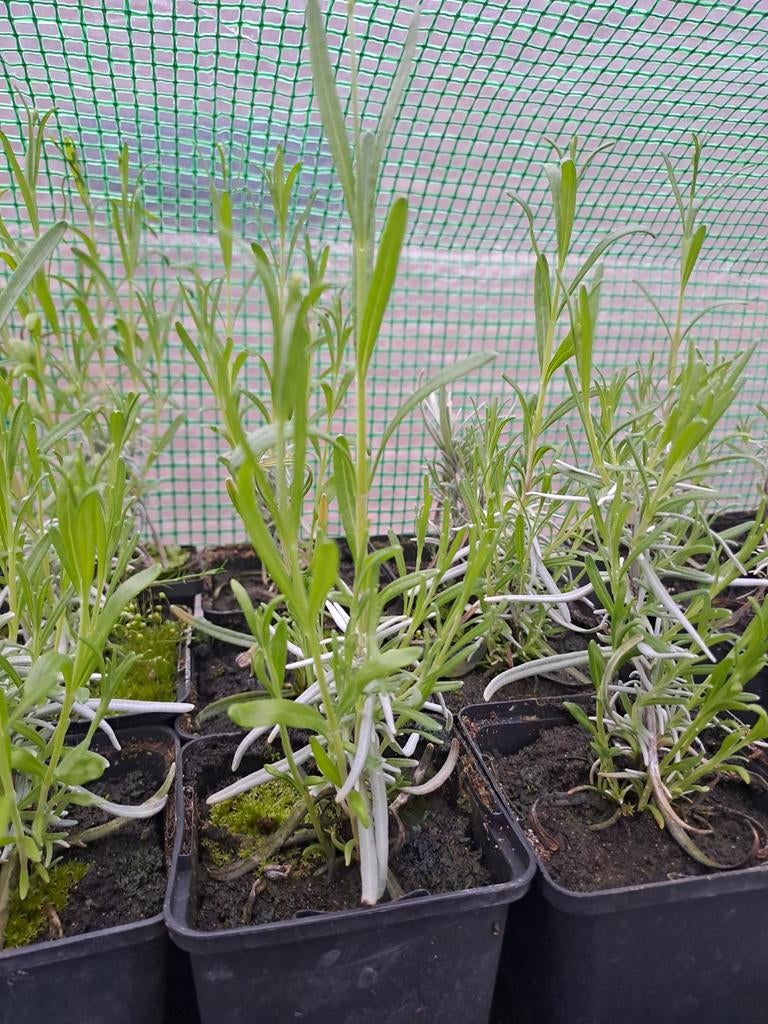 Lavendel, Tuin en Terras, Planten | Tuinplanten, Overige soorten, Volle zon, Vaste plant, Ophalen of Verzenden