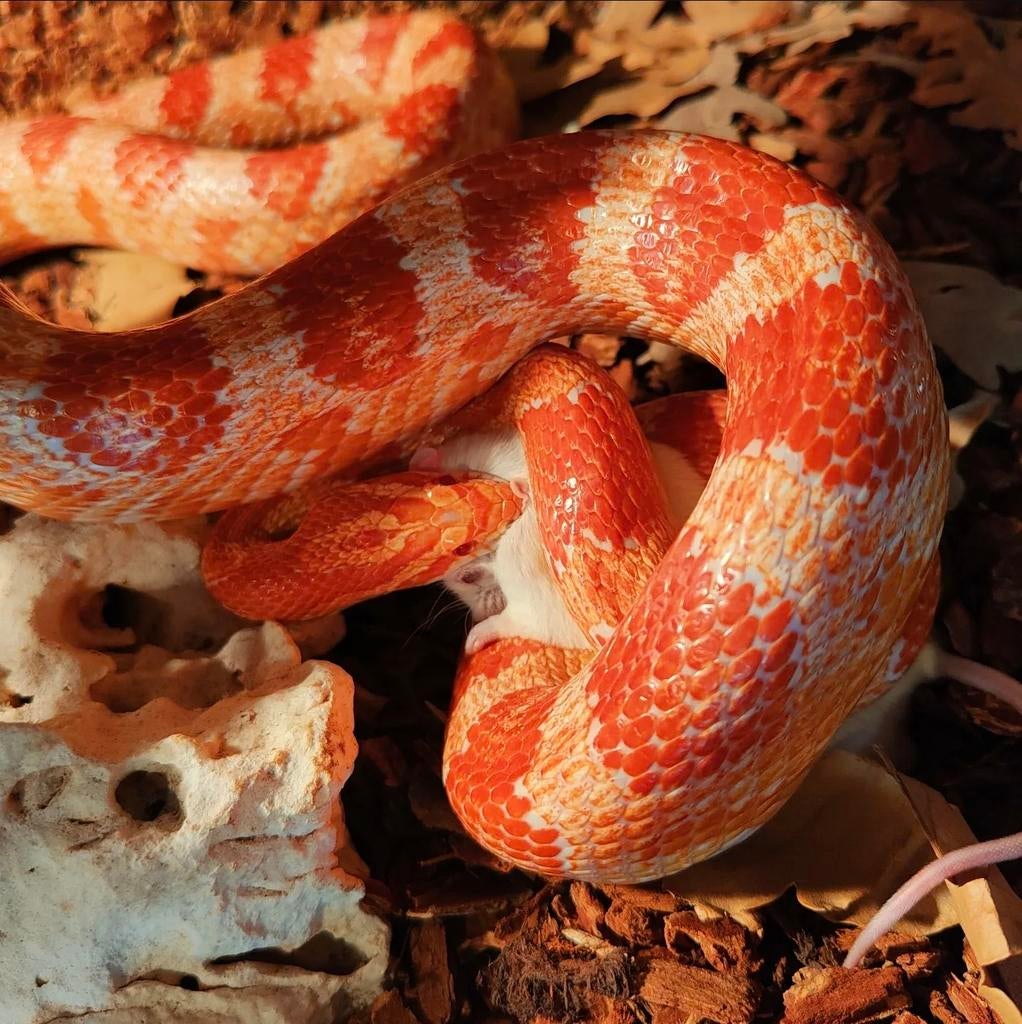 Rattelang met evt. Terrarium, Dieren en Toebehoren, Reptielen en Amfibieën, Slang, Met terrarium, 7 tot 10 jaar