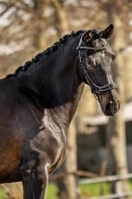 Belofte voor de toekomst  4 jarige kwpn ruin v. Livius, Dieren en Toebehoren, Paarden, Ruin, Dressuurpaard