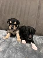 Bijzondere chihuahua mix reutjes beschikbaar !, Dieren en Toebehoren, Honden | Chihuahua's en Gezelschapshonden, Parvo, Overige rassen