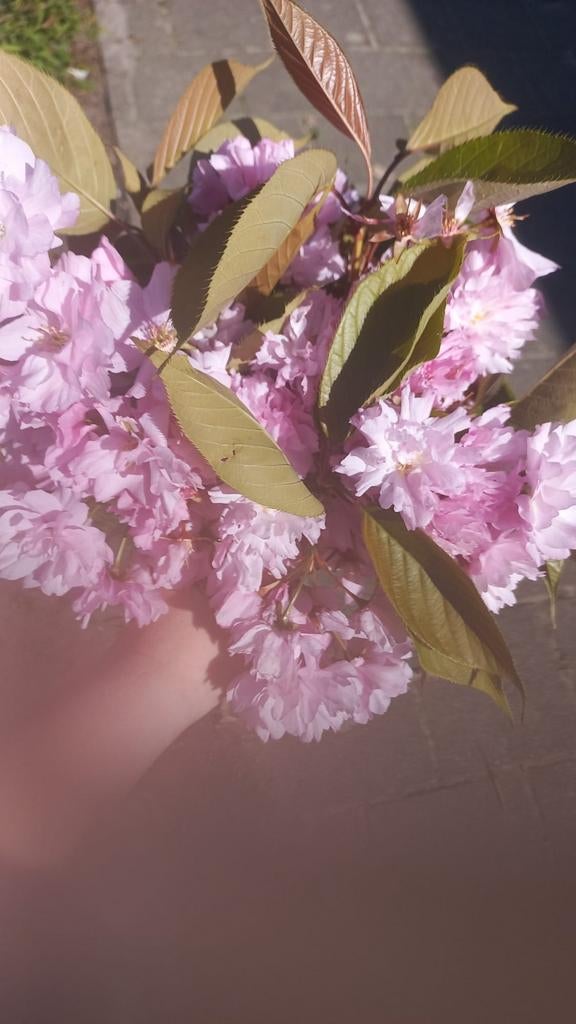 Oppas aangeboden, Ophalen of Verzenden