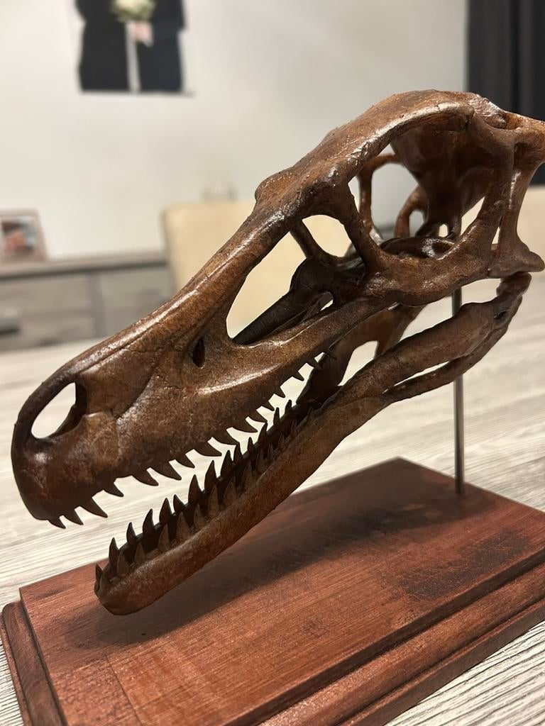 Velociraptor replica schedel / dinosaurus, Verzamelen, Ophalen of Verzenden, Fossiel