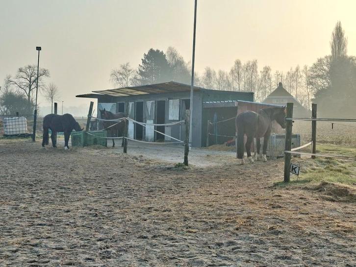 Pensionstalling, Dieren en Toebehoren, Stalling en Weidegang