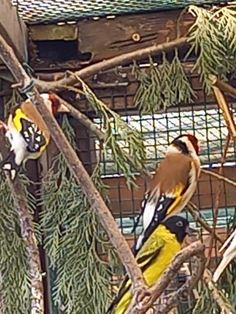 Te koop GEVRAAGD Major Putter Pop, Dieren en Toebehoren, Vogels | Overige Vogels, Meerdere dieren, Wildzangvogel