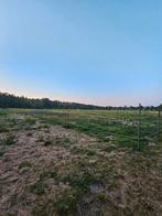 Gezocht: Mesthulp/handyman of vrouw bij onze paarden