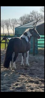 Hele knappe Tinker ruin, Ophalen of Verzenden