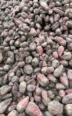 Voederbieten rialto circa 100 ton, Ophalen of Verzenden