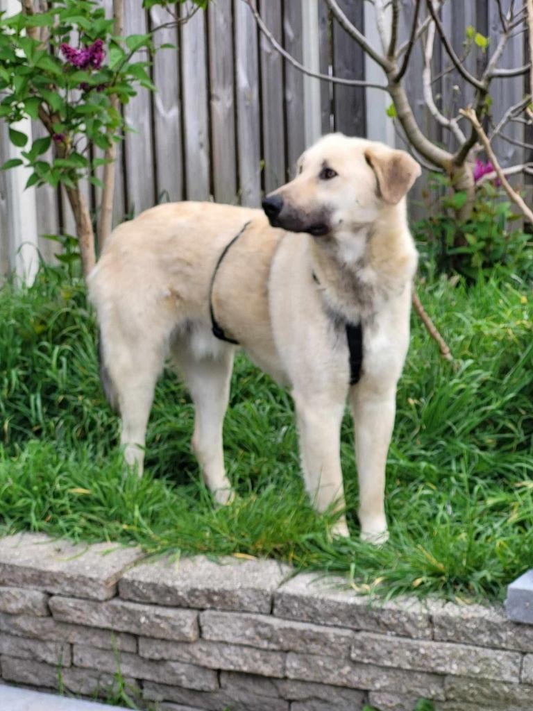 Karl zoekt een gouden mandje, Particulier, Reu, 1 tot 2 jaar, Buitenland