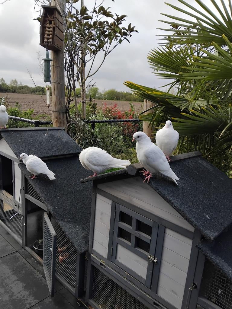 Jonge witte duiven, Ophalen, Nieuw, Overige typen