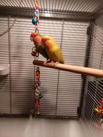 Koppel Agapornis inclusief Kooi, Meerdere dieren, Dwergpapegaai of Agapornis