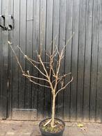 Magnolia susan op stam 30 cm, Ophalen