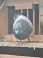 Postduiven, Dieren en Toebehoren, Mannelijk, Postduif