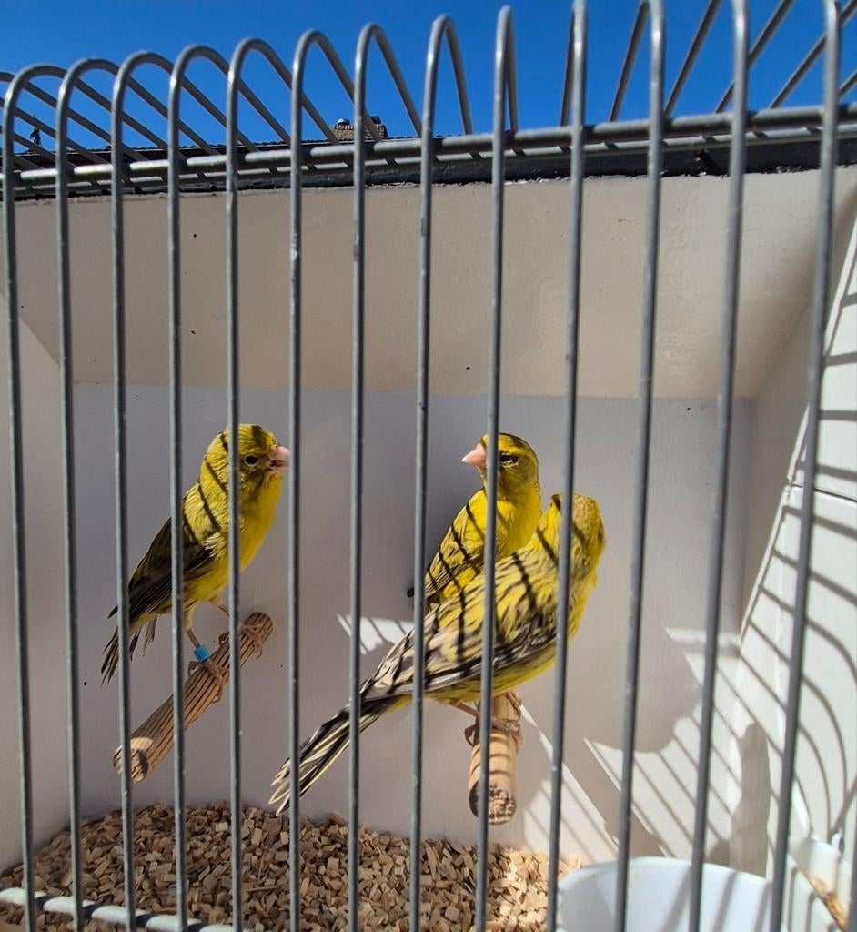 kanaries, Dieren en Toebehoren, Vogels | Kanaries, Meerdere dieren, Kleurkanarie