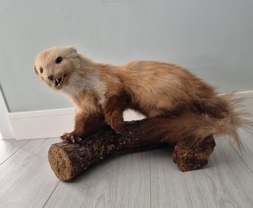 Opgezette Boommarter op Houten Sokkel, Verzamelen, Dierenverzamelingen, Ophalen, Zo goed als nieuw, Wild dier, Opgezet dier