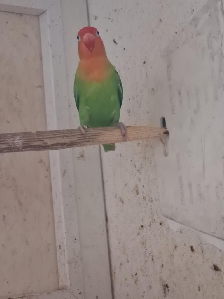 Agapornis Fisheri man, Mannelijk, Dwergpapegaai of Agapornis, Geringd