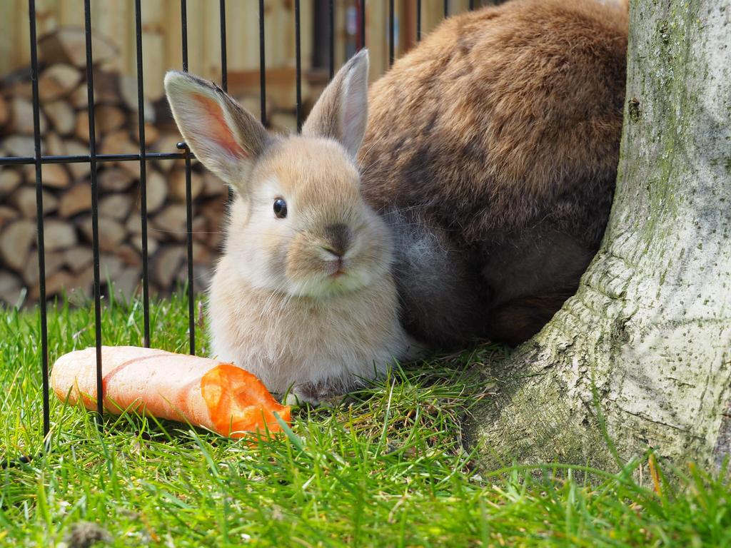 Baby konijntjes, Meerdere dieren, Hangoor