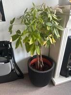 Geldboom (Pachira Aquatica) in pot, Overige soorten, Vaste plant, Ophalen of Verzenden, Bloeit niet