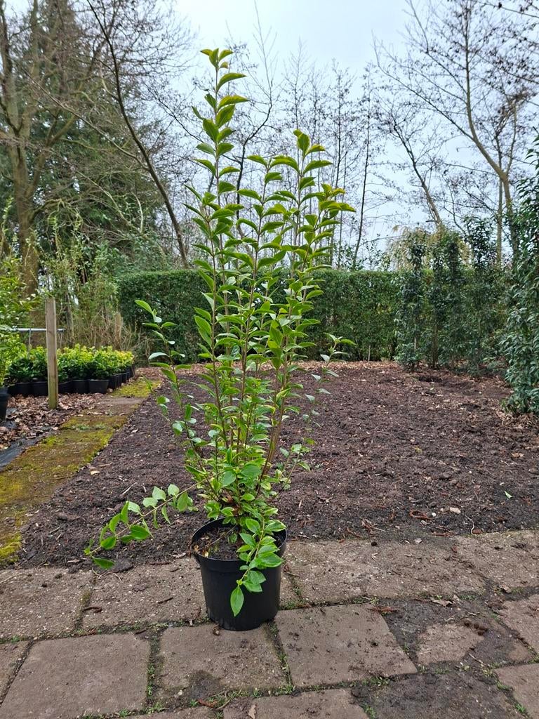 Ligusterum Aureum 80/100 cm, Ophalen, Overige soorten, Minder dan 100 cm