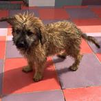 ACE: Brutusiti is een lieve en sociale allemansvriend, Dieren en Toebehoren, Particulier, Reu, 8 tot 15 weken, Buitenland