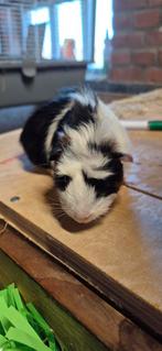 Cavia zaugjes, Februari, Vrouwelijk, Cavia