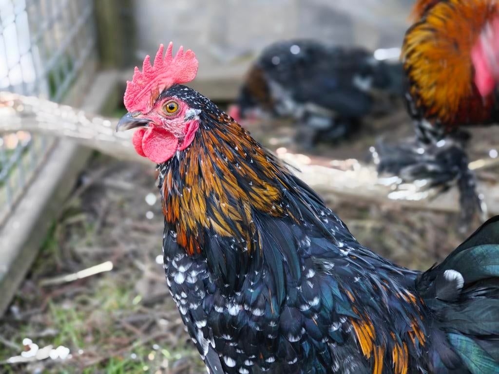 Sabelpootkriel haantjes, Dieren en Toebehoren, Pluimvee, Mannelijk, Kip