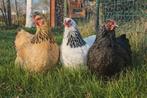 Brahma kriel hen kuikens geënt, Meerdere dieren, Kip