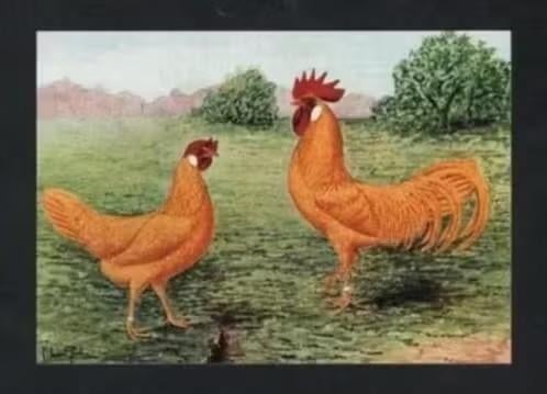 Pluimvee Kippen Leghorn Buff Boerderij, Van Gink, Ophalen of Verzenden, 1980 tot heden, Ongelopen, Vogel