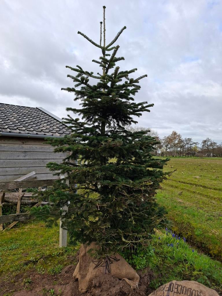 Grote sparren, Tuin en Terras, Planten | Bomen, Ophalen of Verzenden, Volle zon, Overige soorten