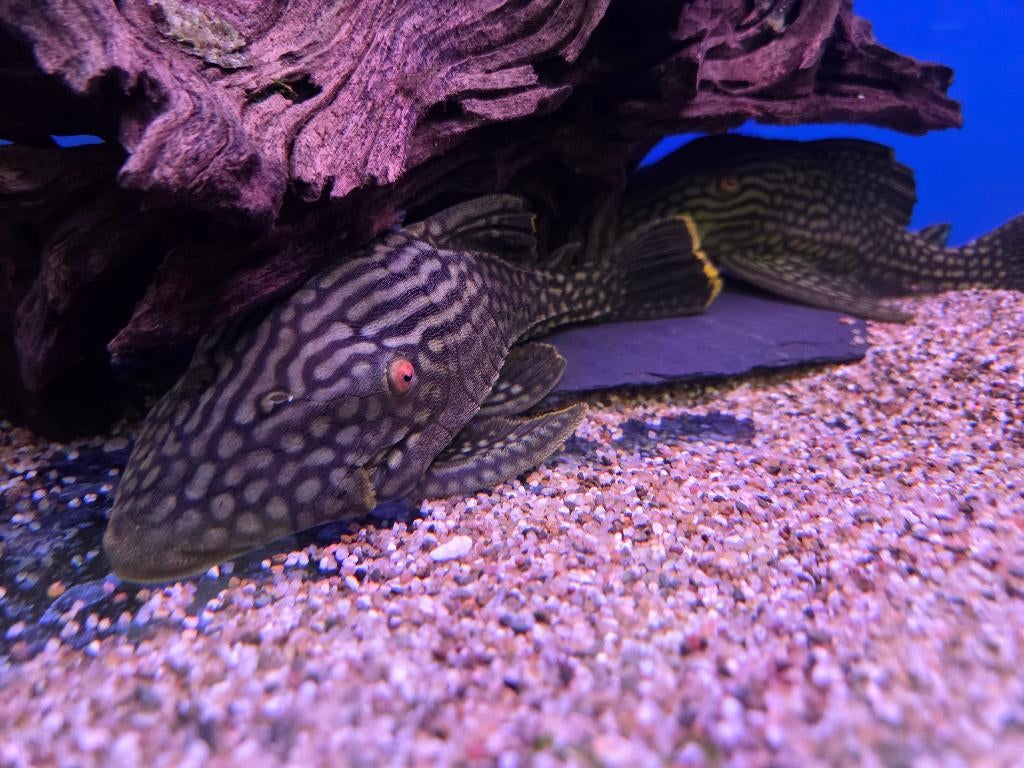 Watermelon pleco L330 - Panaque nigrolineatus, Dieren en Toebehoren, Vis, Zoetwatervis