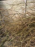 Gratis wilgentakken paastakken, Ophalen, Zo goed als nieuw