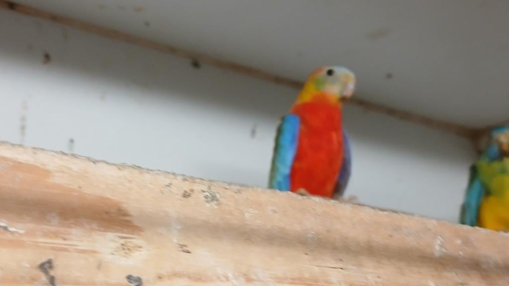 Roodbuik  turquosine parkieten  geel delute, Dieren en Toebehoren, Vogels | Parkieten en Papegaaien