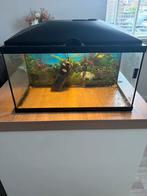 Juwel aquarium 54 liter, Ophalen, Zo goed als nieuw, Leeg aquarium