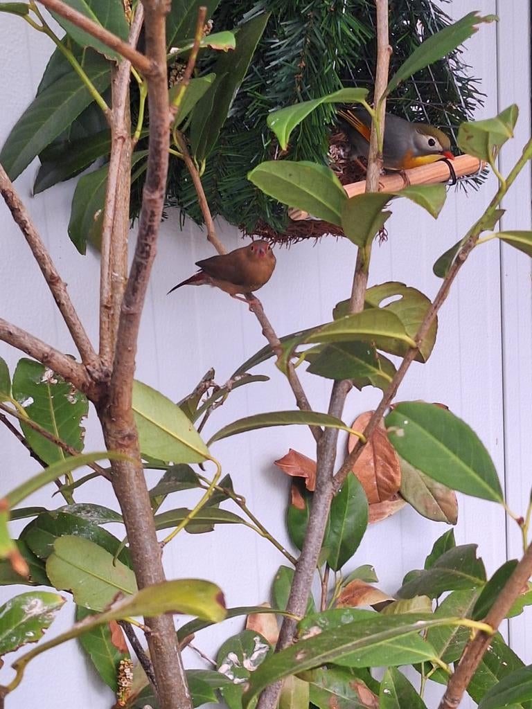Koppel vuuvinken te koop, Dieren en Toebehoren, Vogels | Overige Vogels, Meerdere dieren, Tropenvogel, Geringd