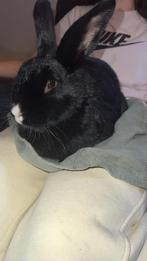 Te koop: 2 lieve zwarte konijnen!, Dieren en Toebehoren, Konijnen, Vrouwelijk, Middelgroot, Hangoor, 0 tot 2 jaar
