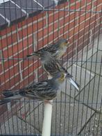 Kanarie, Dieren en Toebehoren, Vogels | Kanaries, Mannelijk, Kleurkanarie