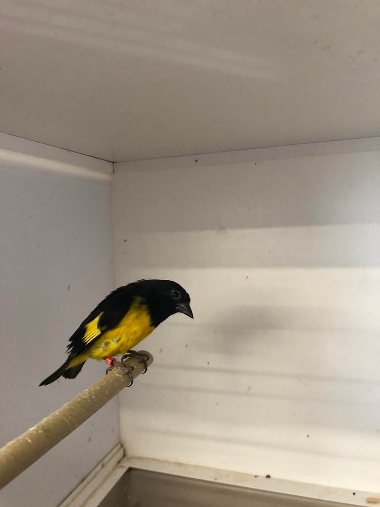 Geelbuiksijs man, Dieren en Toebehoren, Vogels | Overige Vogels, Mannelijk