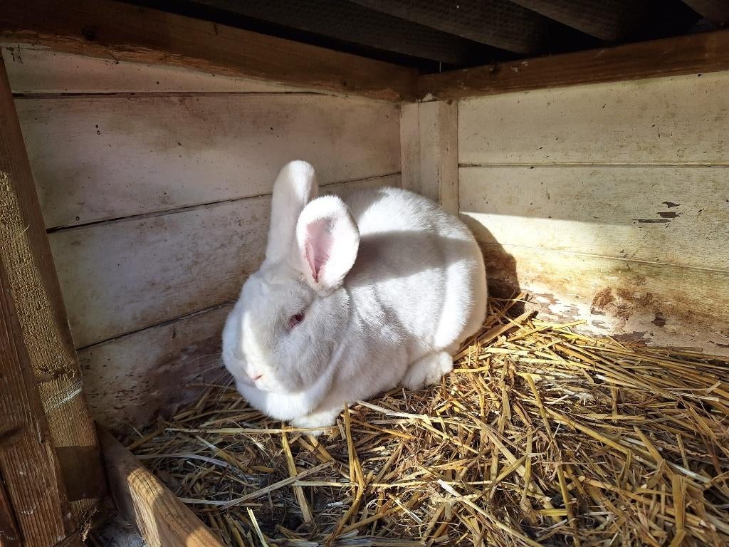 Witte Nieuw Zeelander voedster te koop, Dieren en Toebehoren, Konijnen, Vrouwelijk, Groot, 0 tot 2 jaar