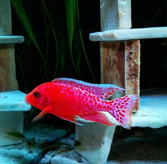 Aulonocara FireFish Exclusief!!!, Vis