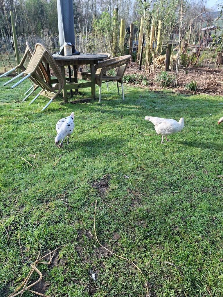 Jonge hennen, Dieren en Toebehoren, Vrouwelijk, Kip
