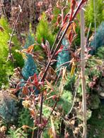 Mooie acer palmatun atropurpurea, Ophalen, Overige soorten, Halfschaduw