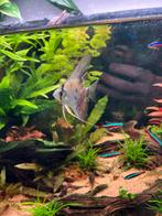 Maanvis scalare blue., Dieren en Toebehoren, Vis, Zoetwatervis