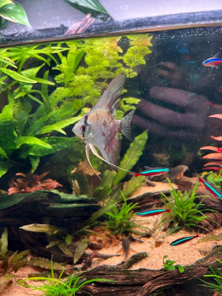 Maanvis scalare blue., Dieren en Toebehoren, Vissen | Aquariumvissen, Zoetwatervis, Vis